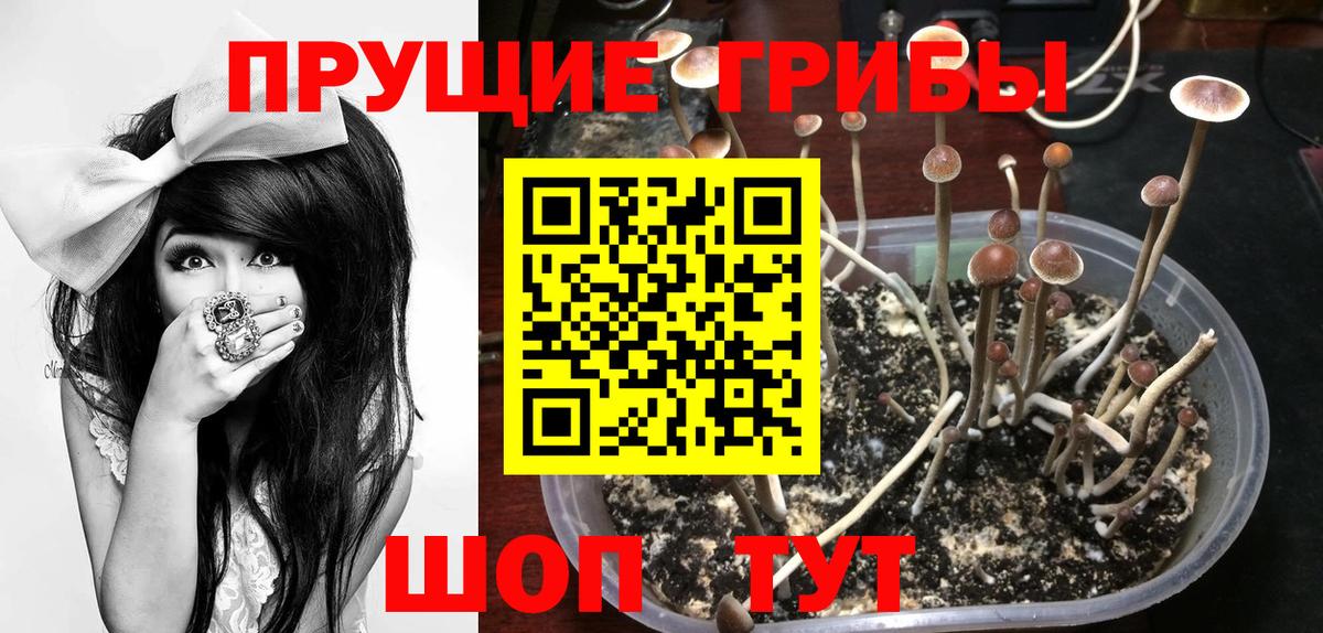 Псилоцибиновые грибы ЛСД  Галлюциногенные грибы мицелий  где купить наркоту  Вход с VPN  Тверь 
